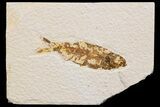 Detailed Fossil Fish (Knightia) - Wyoming #174673-1